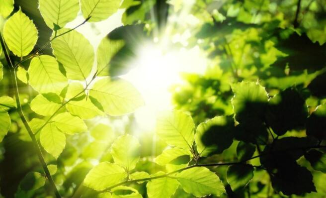 綠色植物的光合作用.jpg