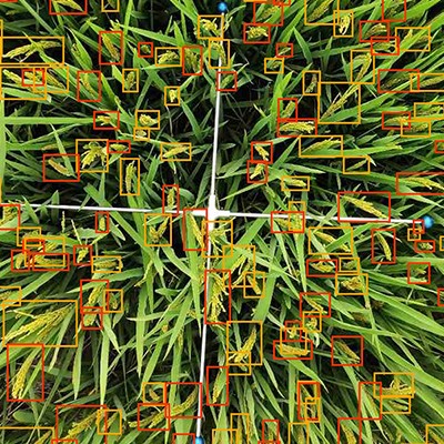水稻畝穗數測量